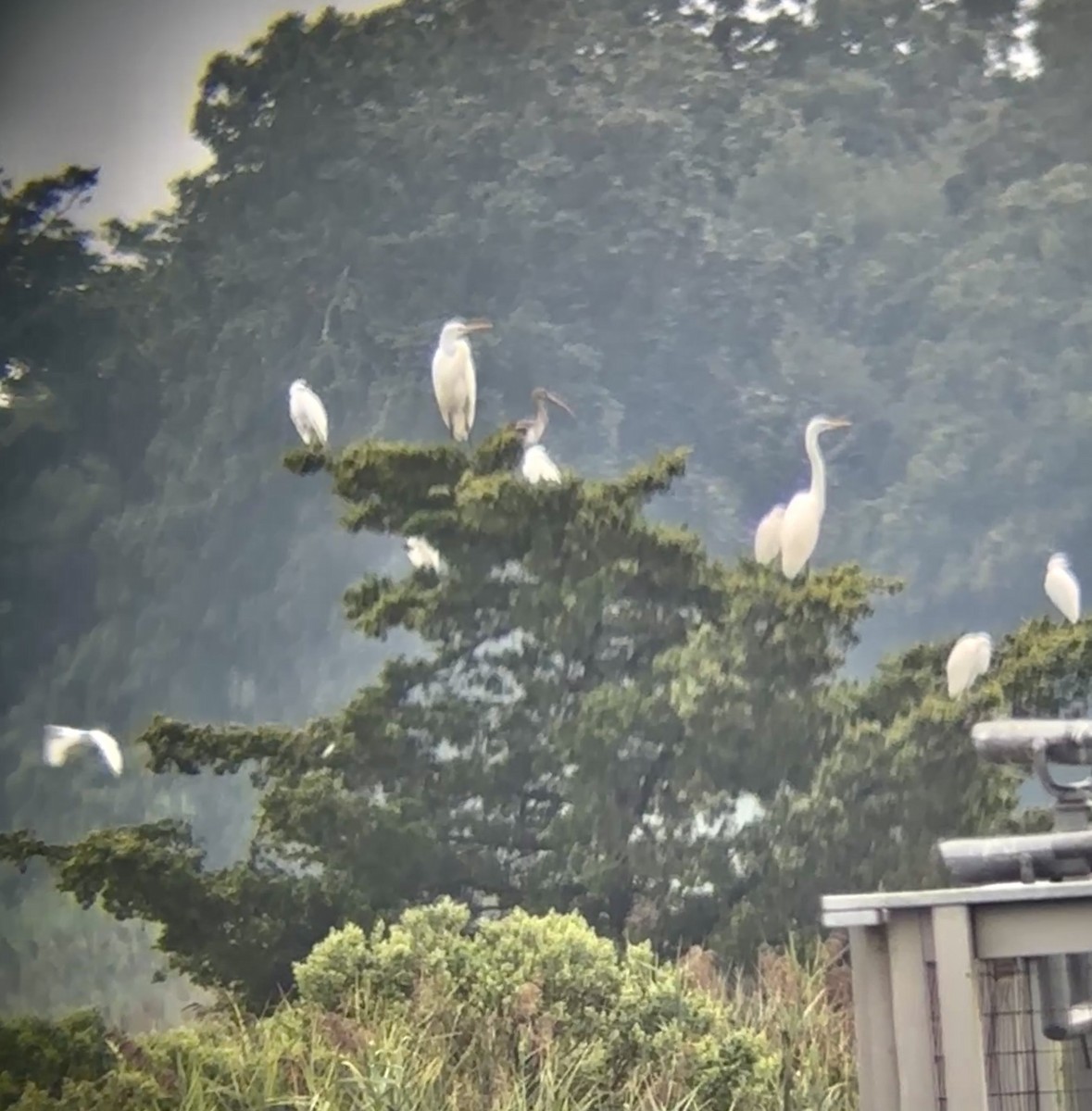 Great Egret - ML641717154