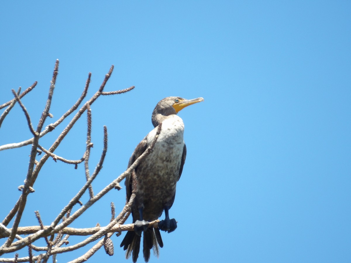 Double-crested Cormorant - ML641717162