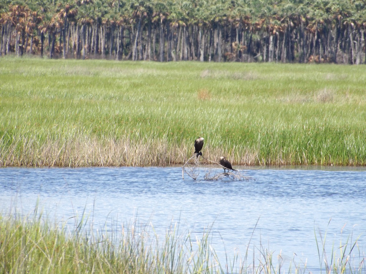 Double-crested Cormorant - ML641717164