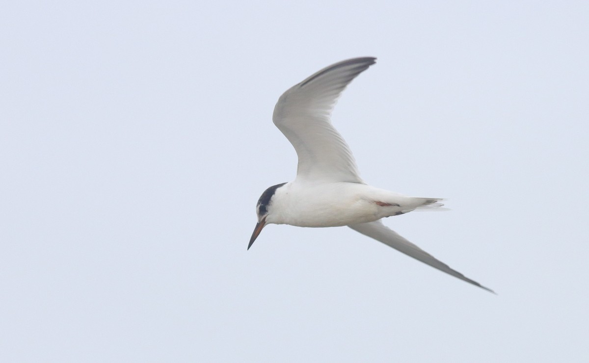 Little Tern - ML641717173