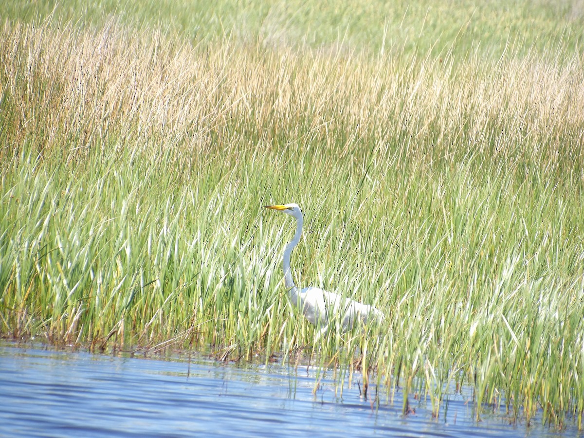 Great Egret - ML641717177