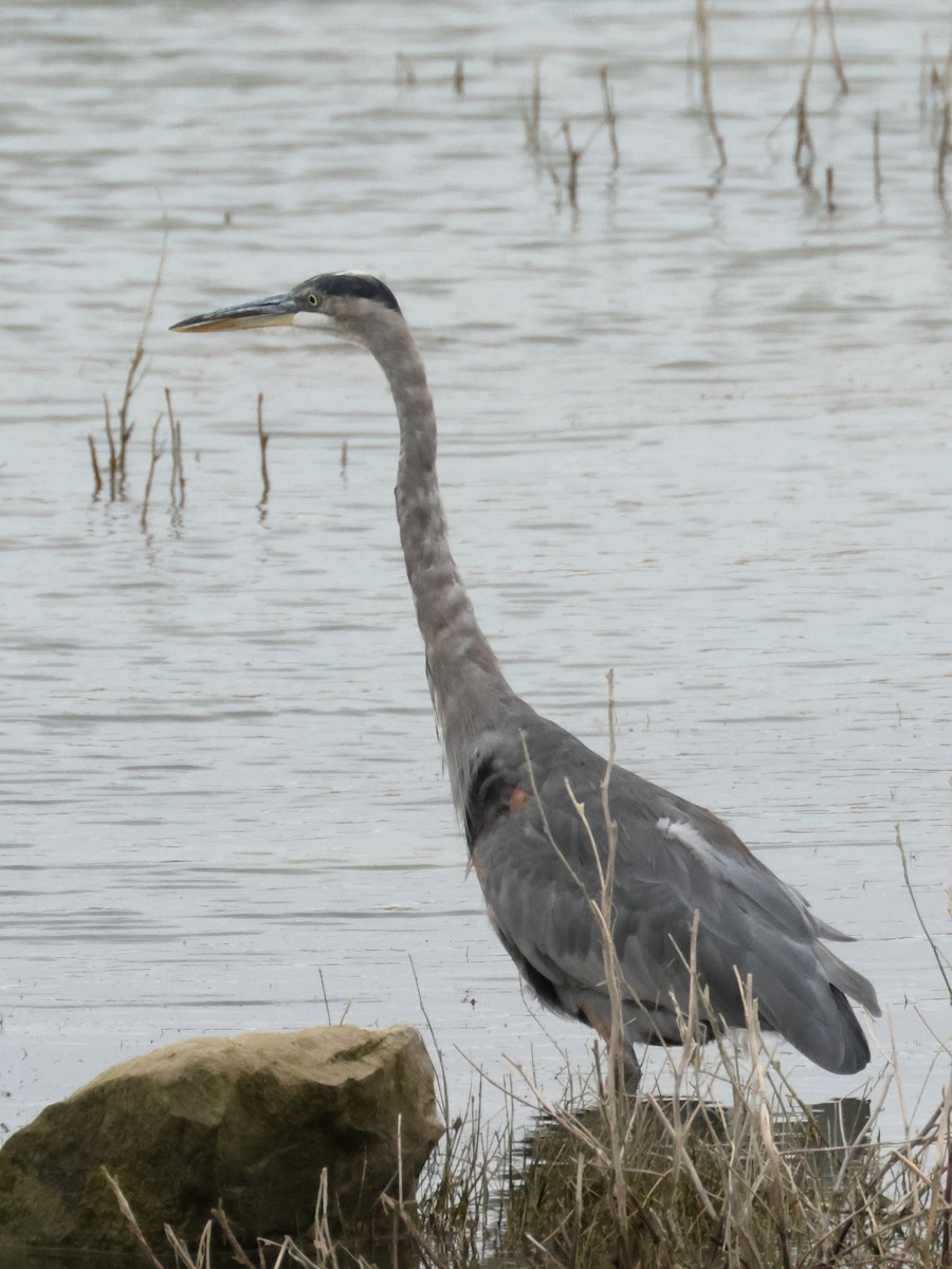 Great Blue Heron - ML641717188