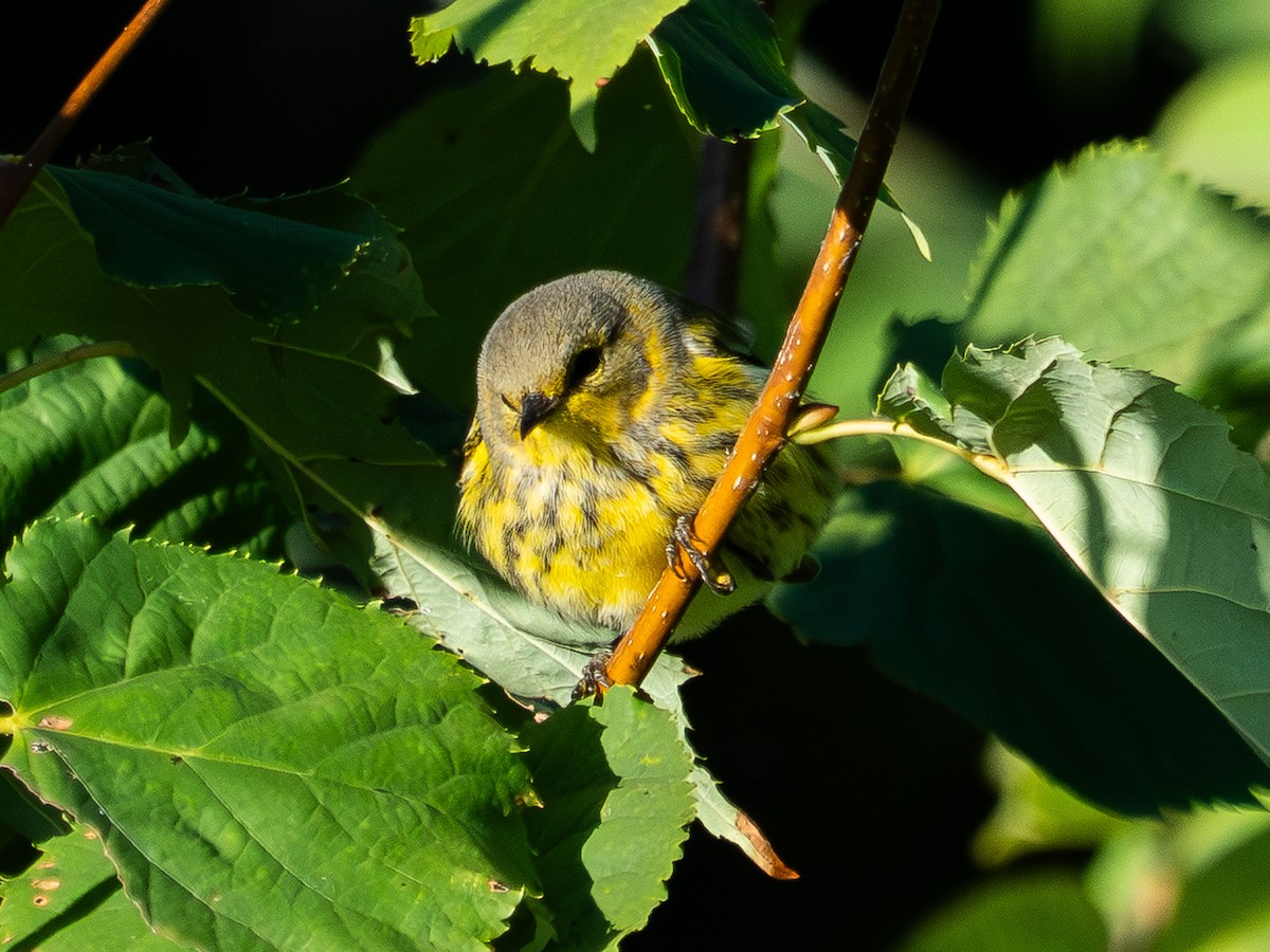 Cape May Warbler - ML641717194
