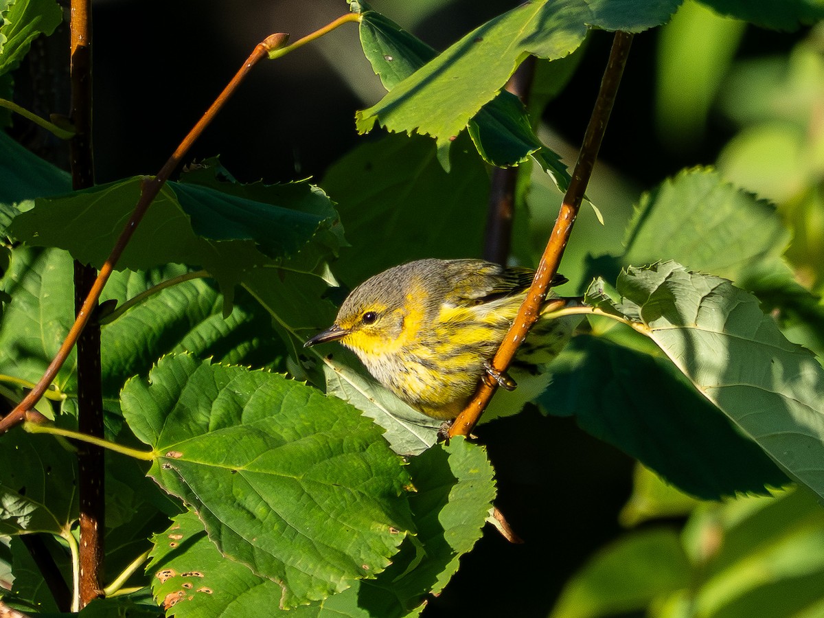 Cape May Warbler - ML641717195