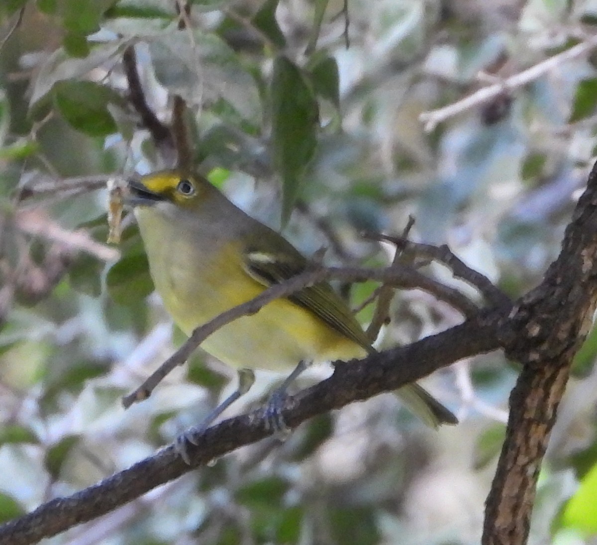White-eyed Vireo - ML641717200