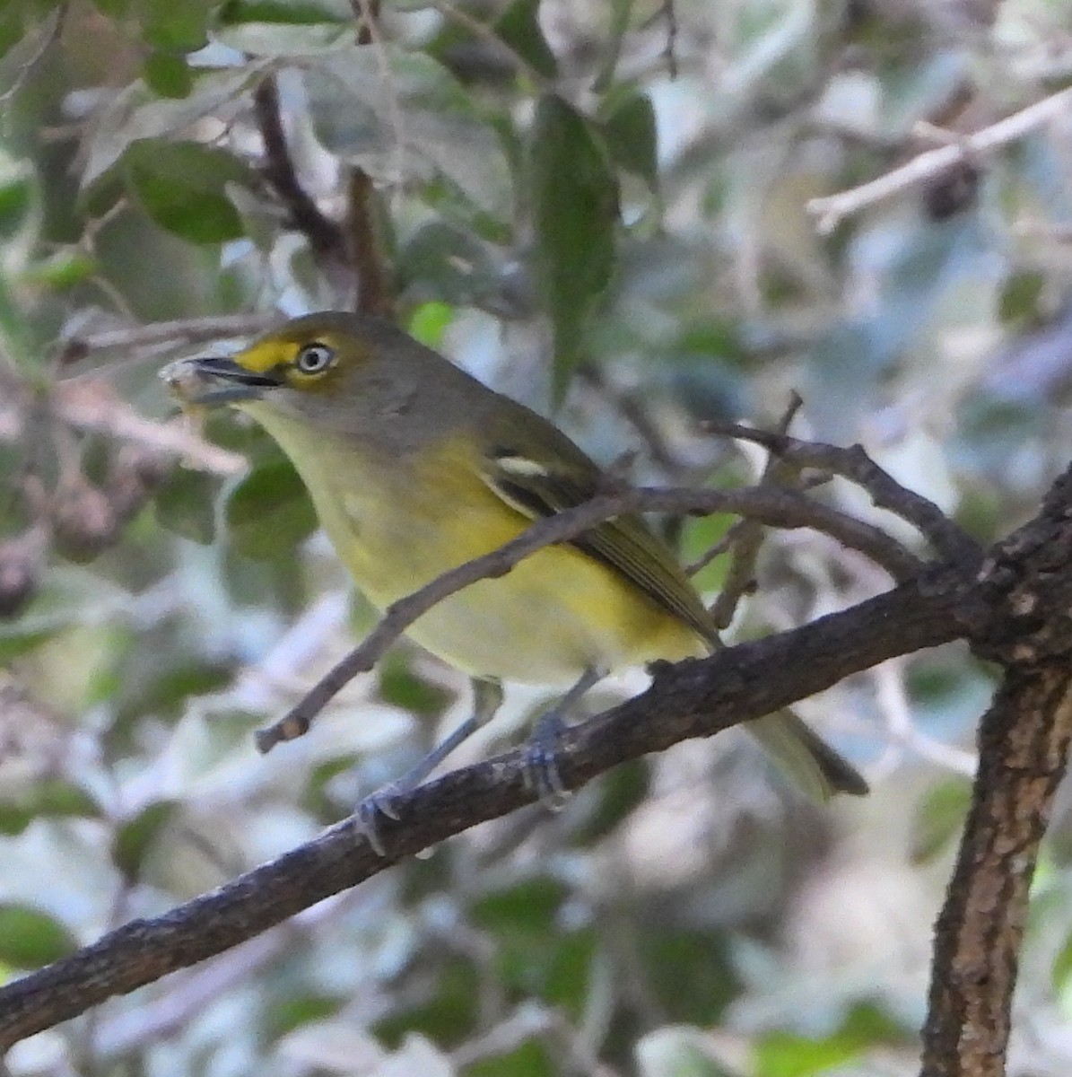 White-eyed Vireo - ML641717201