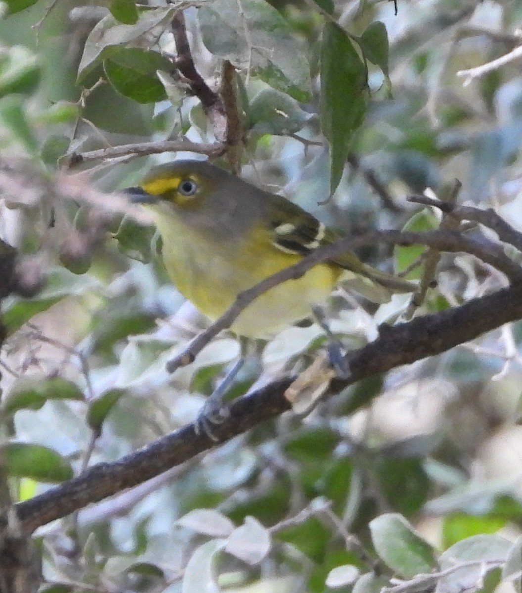 White-eyed Vireo - ML641717202
