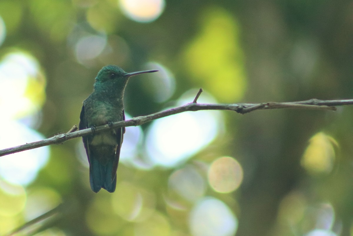 Copper-rumped Hummingbird - ML641717209