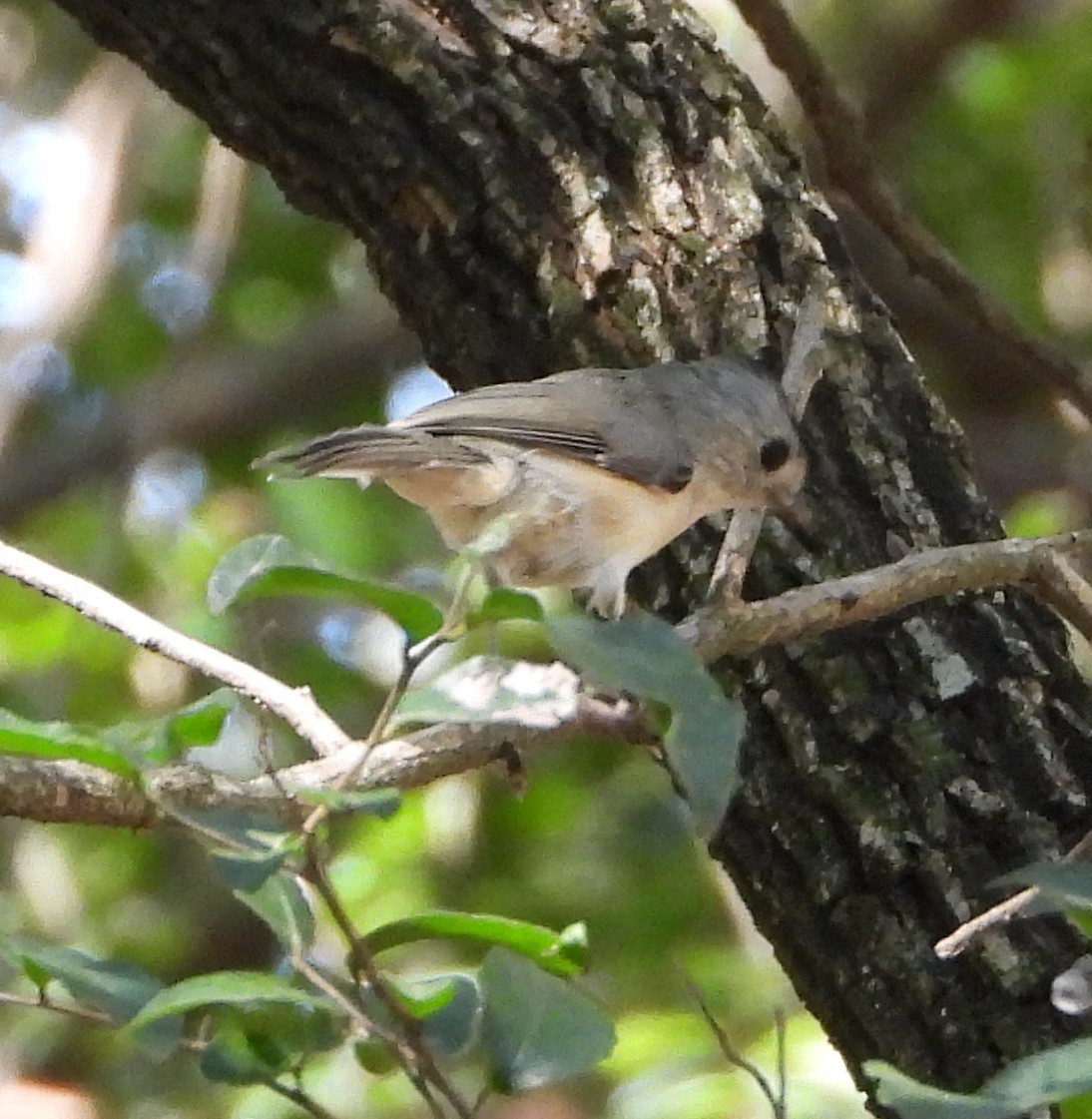 Black-crested Titmouse - ML641717217