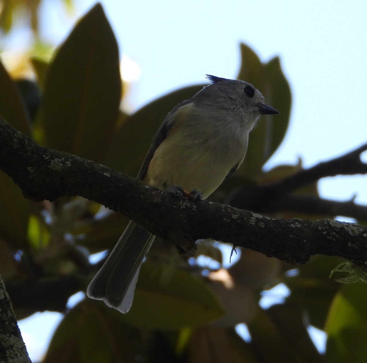 Black-crested Titmouse - ML641717218