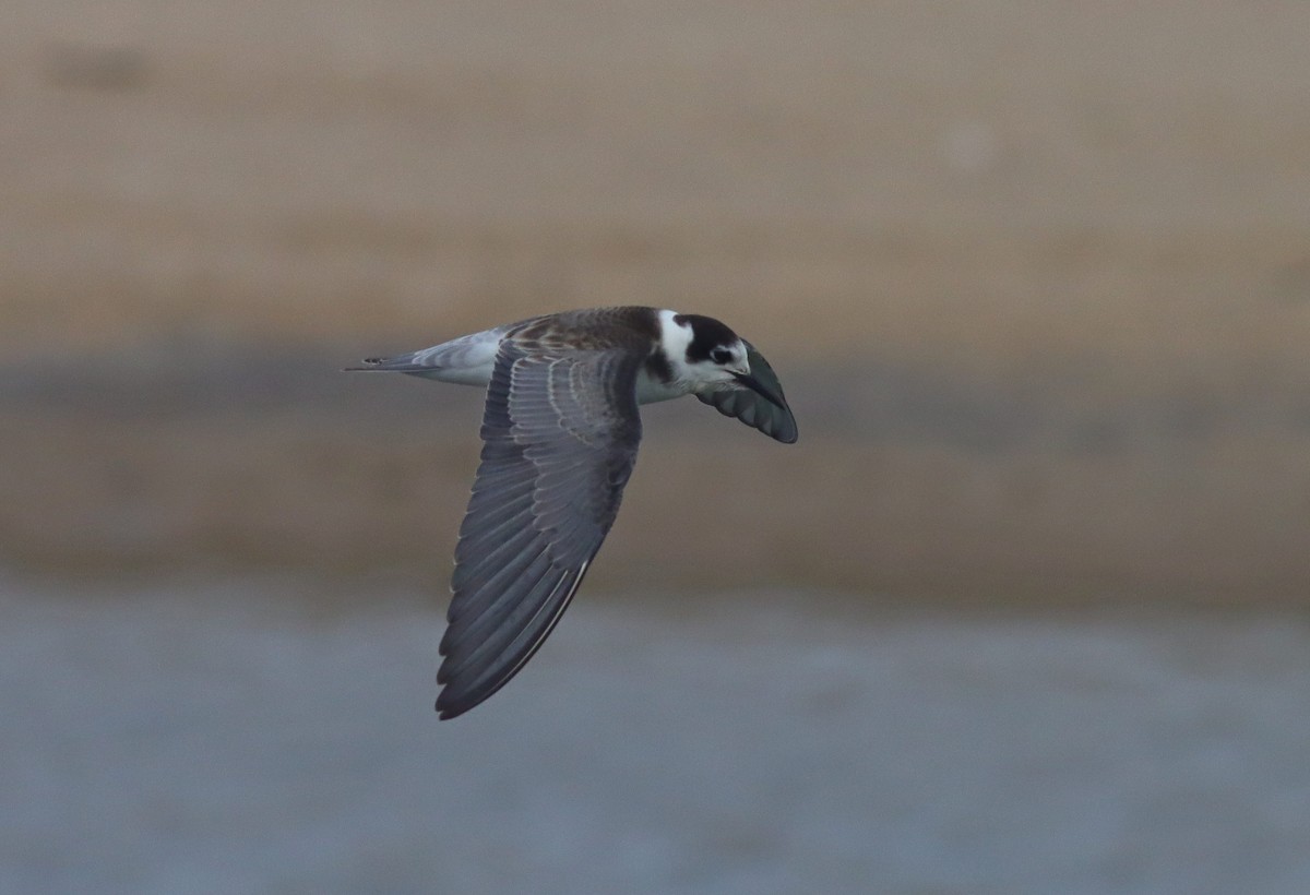 Black Tern - ML641717226