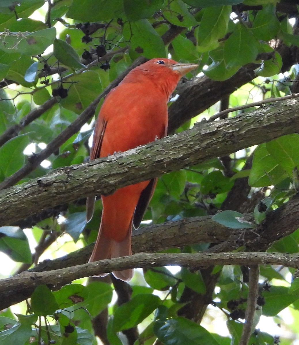 Summer Tanager - ML641717234