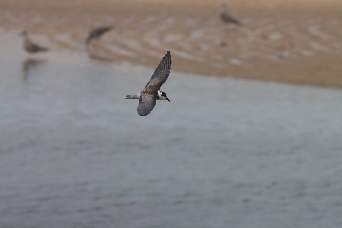 Black Tern - ML641717242