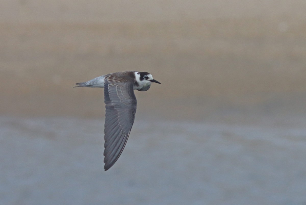 Black Tern - ML641717253