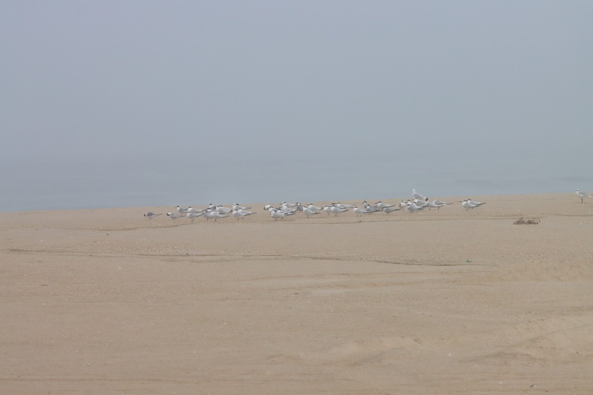 Sandwich Tern - ML641717271