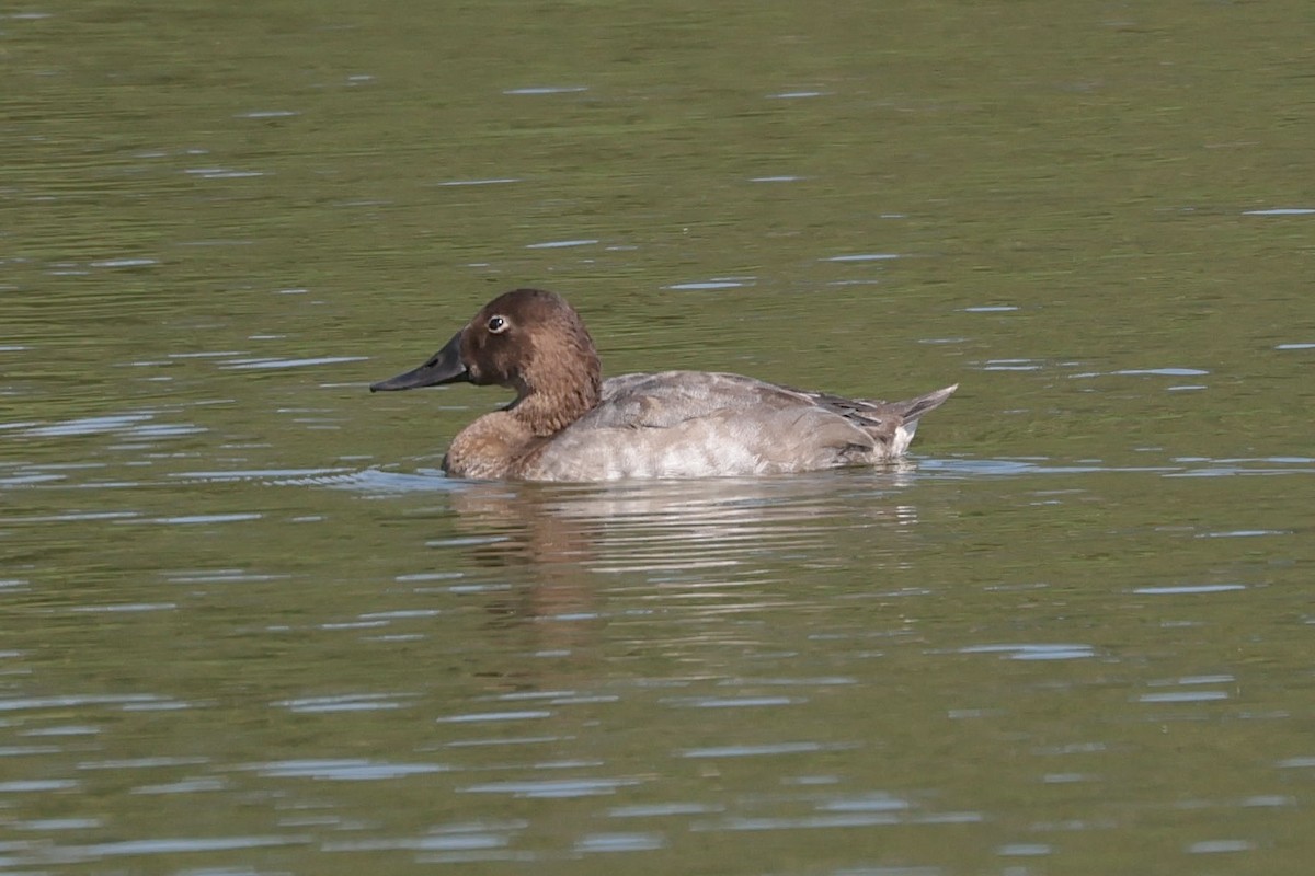 Canvasback - ML641717273