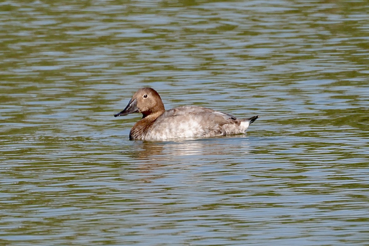 Canvasback - ML641717274