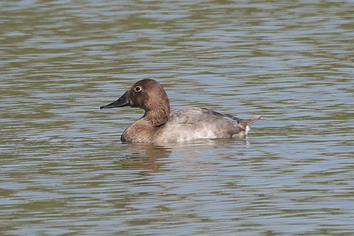 Canvasback - ML641717275