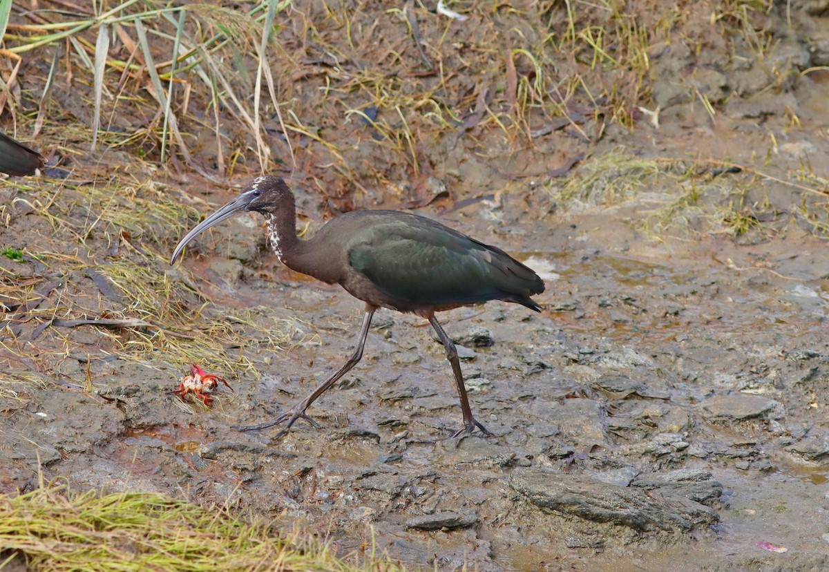Glossy Ibis - ML641717290