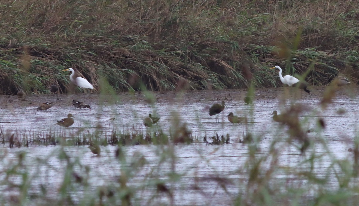 Great Egret - ML641717306