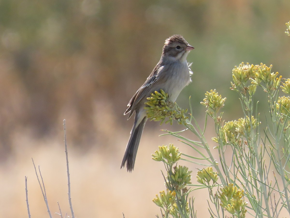 Spizella sp. - ML641717313