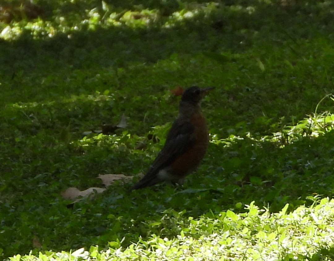 American Robin - ML641717338