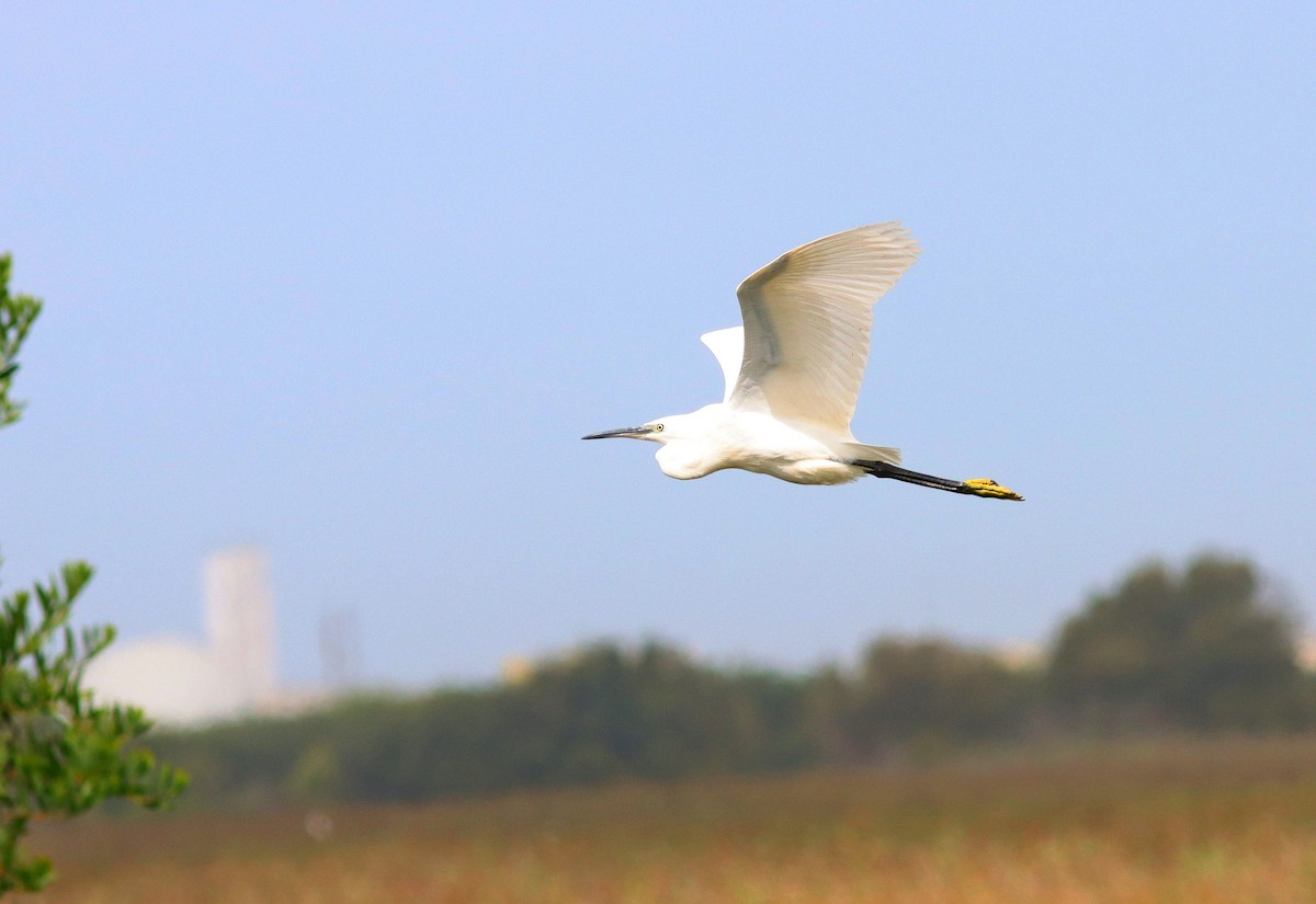 Little Egret - ML641717339