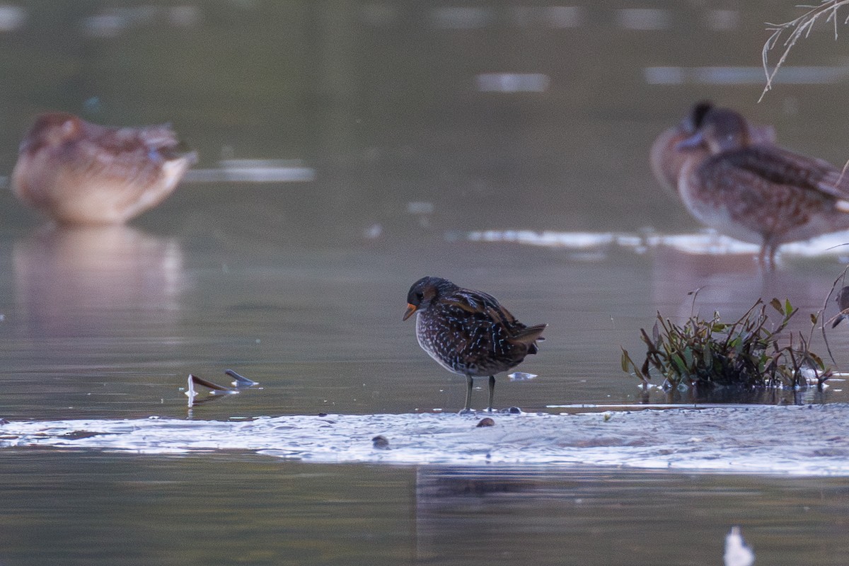 chřástal kropenatý - ML641717411