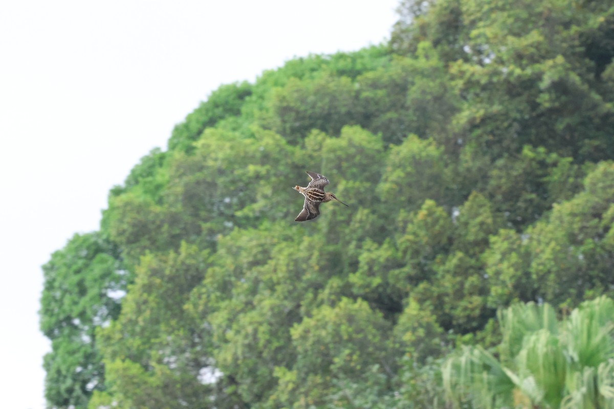 Pantanal Snipe - ML641717451