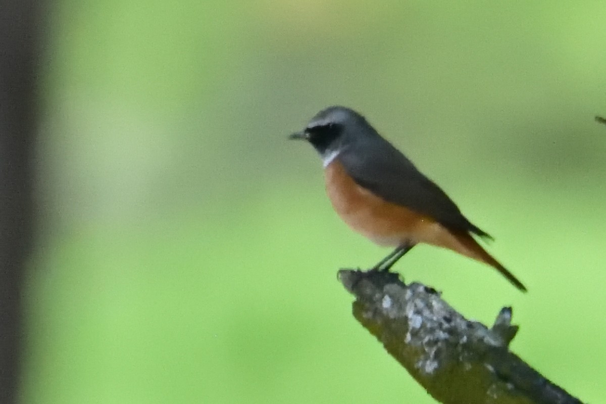 Buztangorri argia - ML641717487