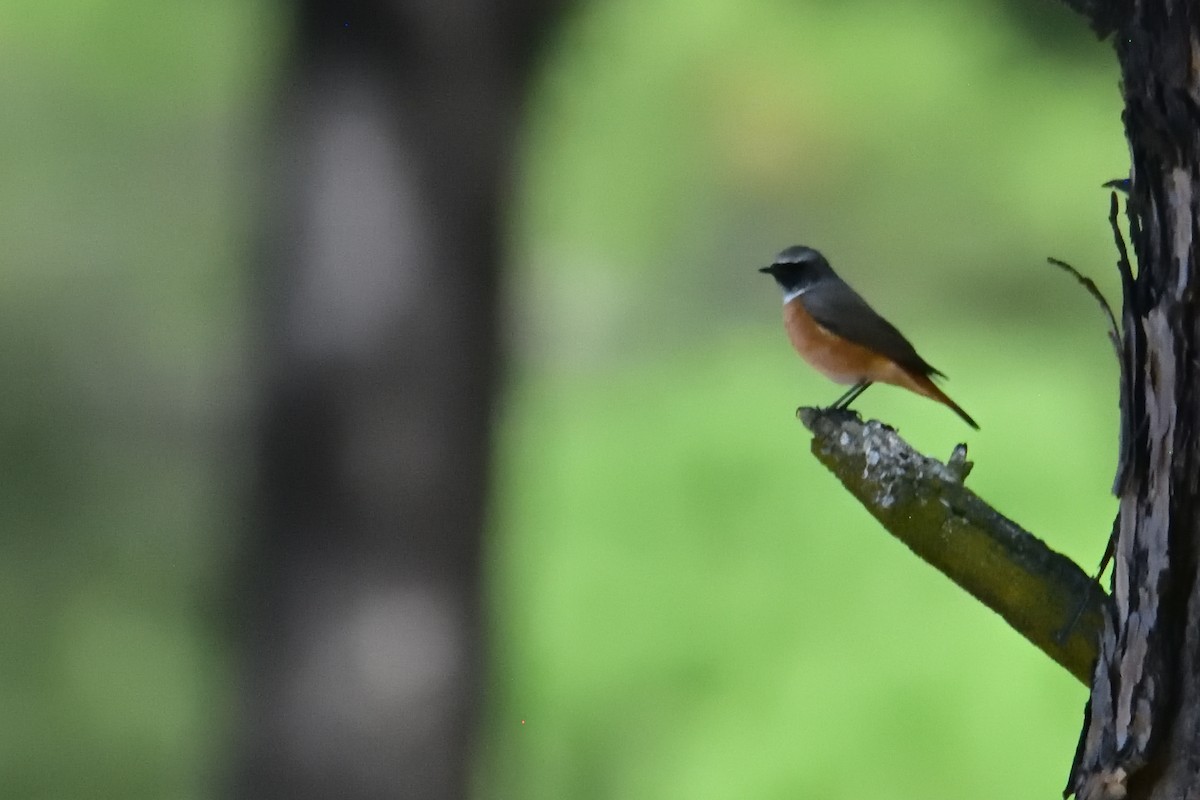 Buztangorri argia - ML641717488