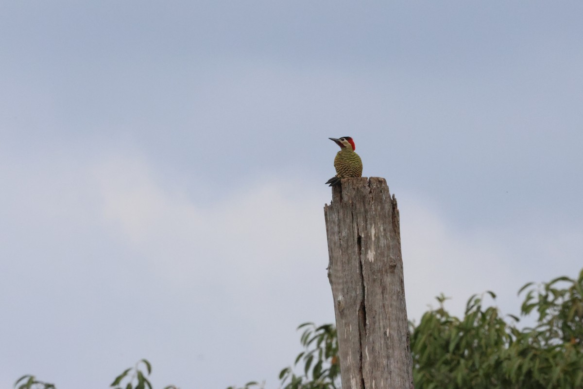 Green-barred Woodpecker - ML641717541