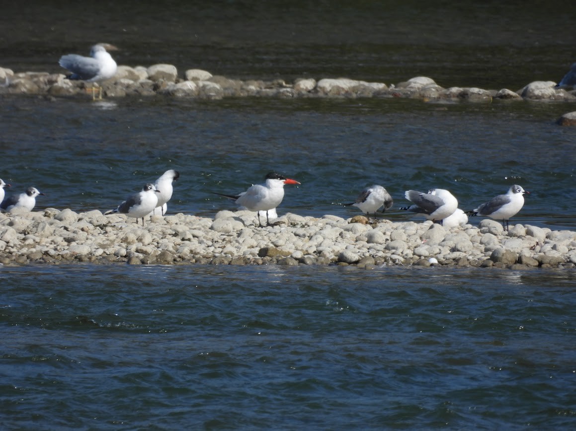 Caspian Tern - ML641717622