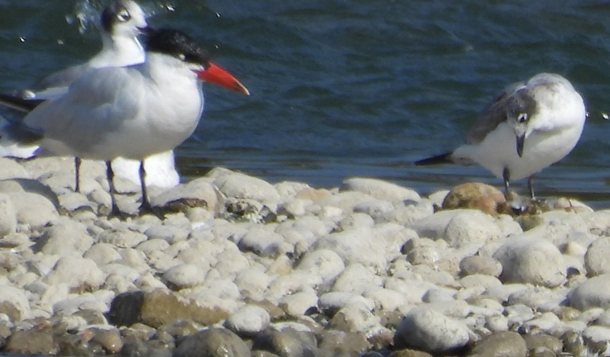 Caspian Tern - ML641717624