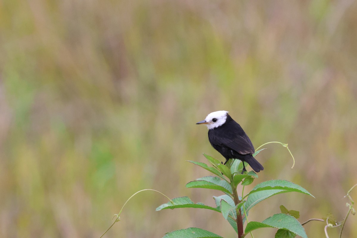 White-headed Marsh Tyrant - ML641717631
