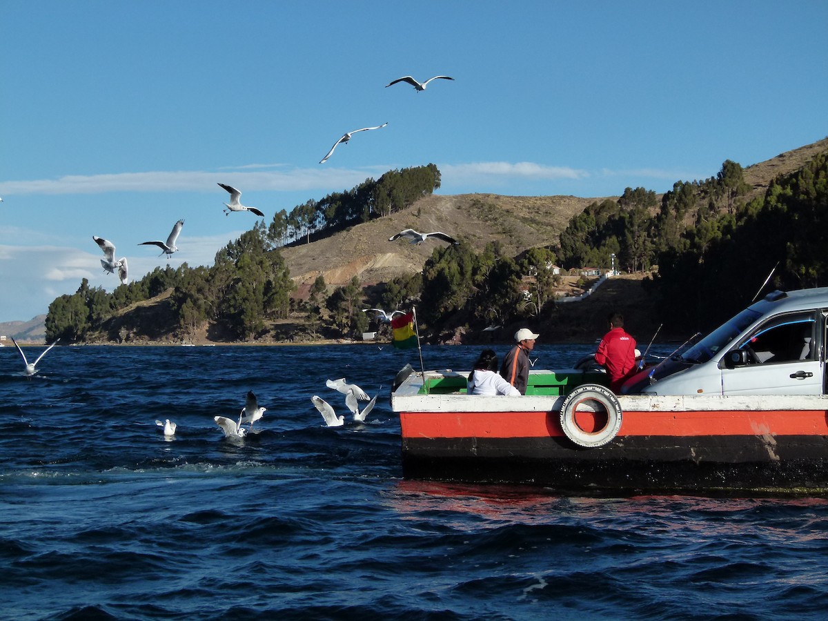 Andean Gull - ML641717634