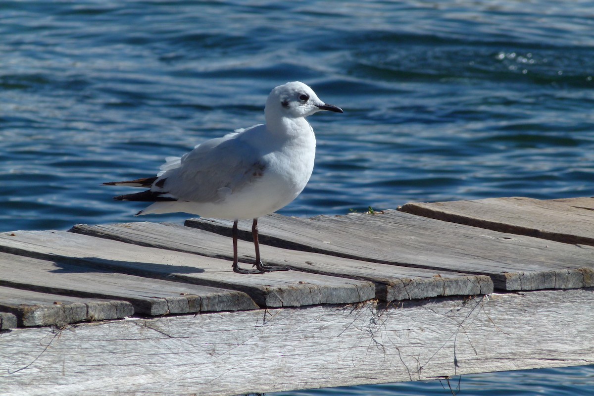 Andean Gull - ML641717635