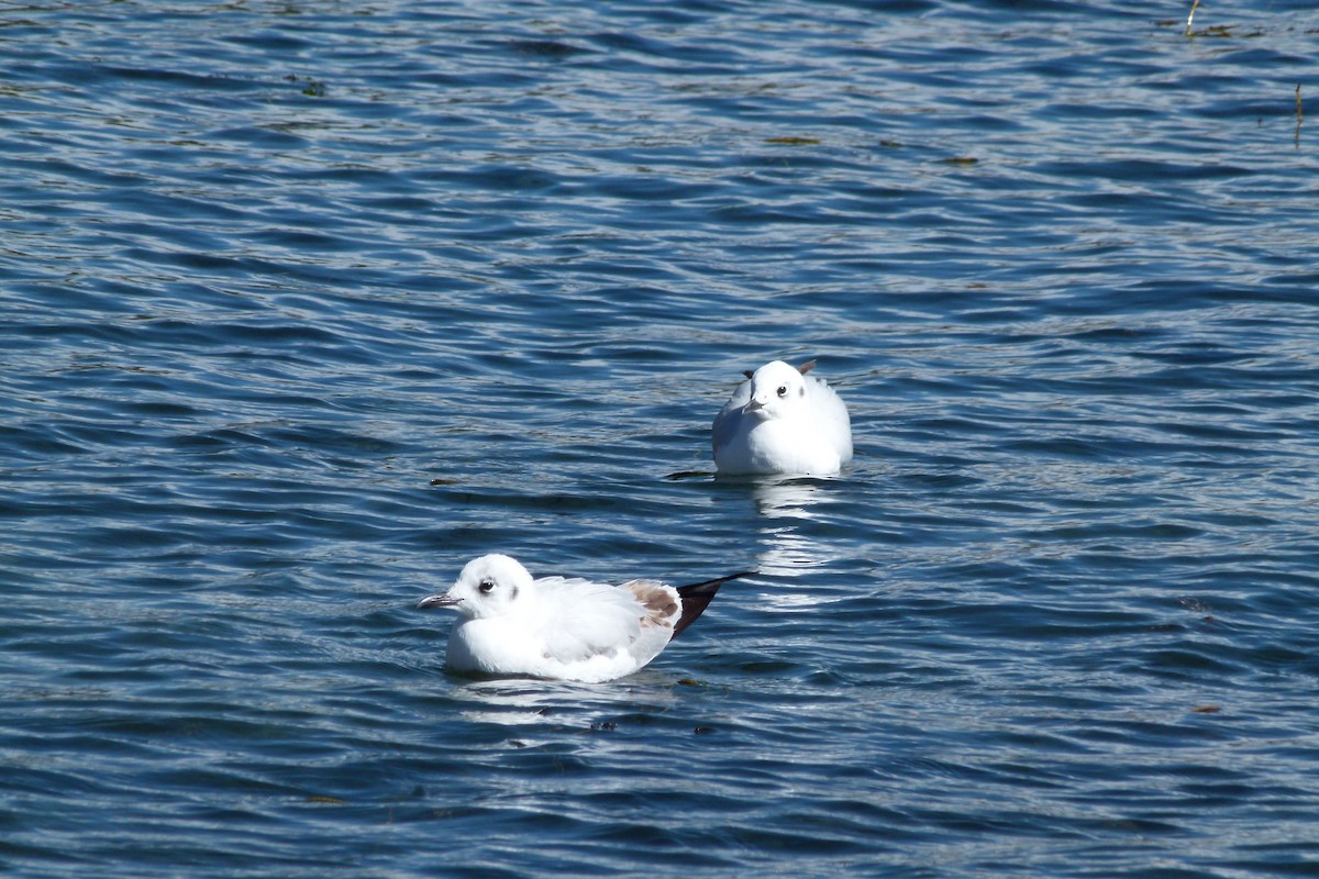 Andean Gull - ML641717636