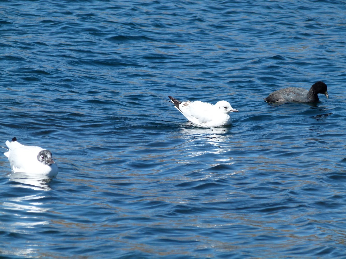 Andean Gull - ML641717637