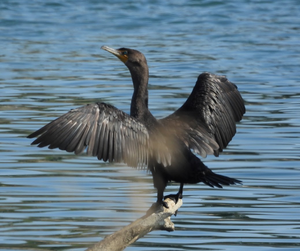Double-crested Cormorant - ML641717646
