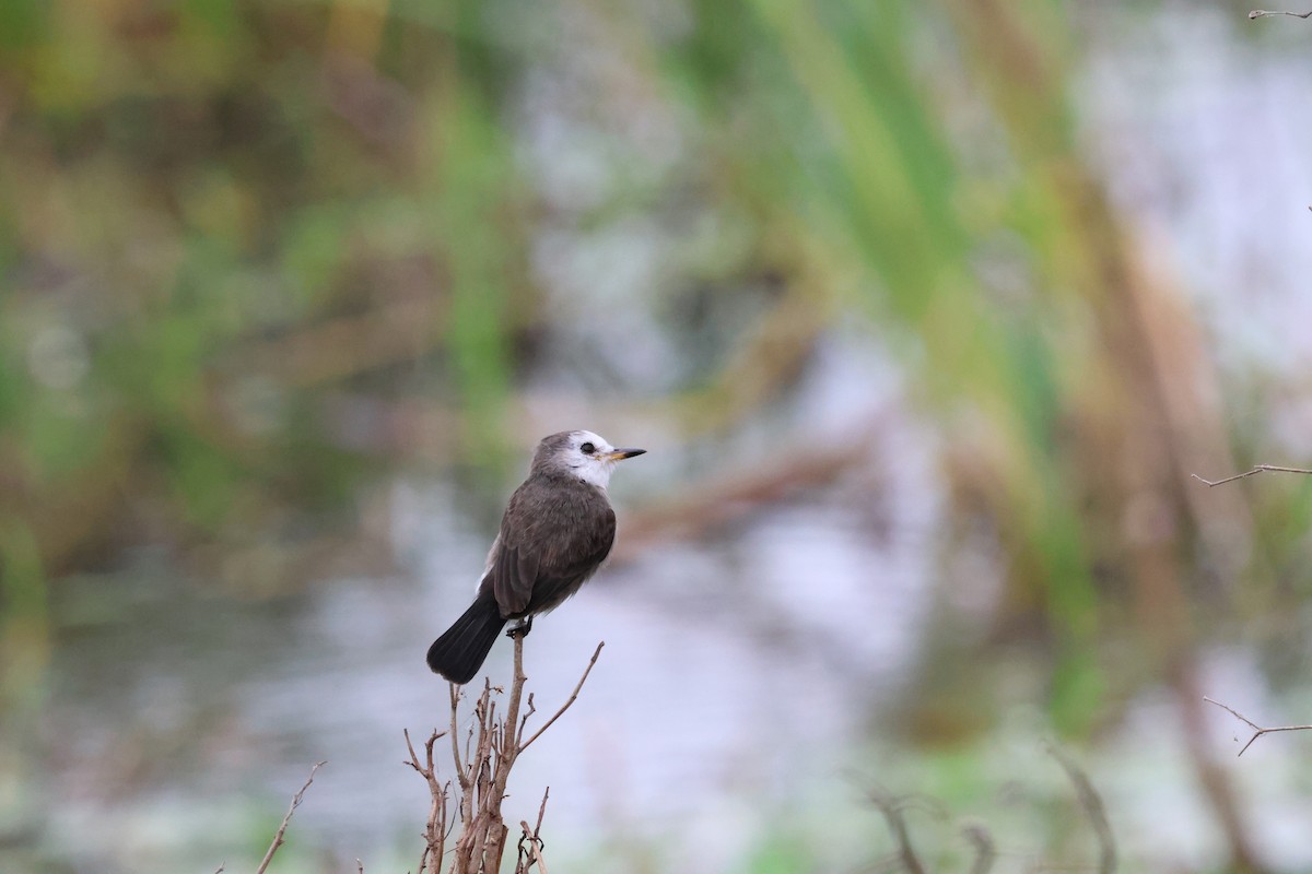 White-headed Marsh Tyrant - ML641717650