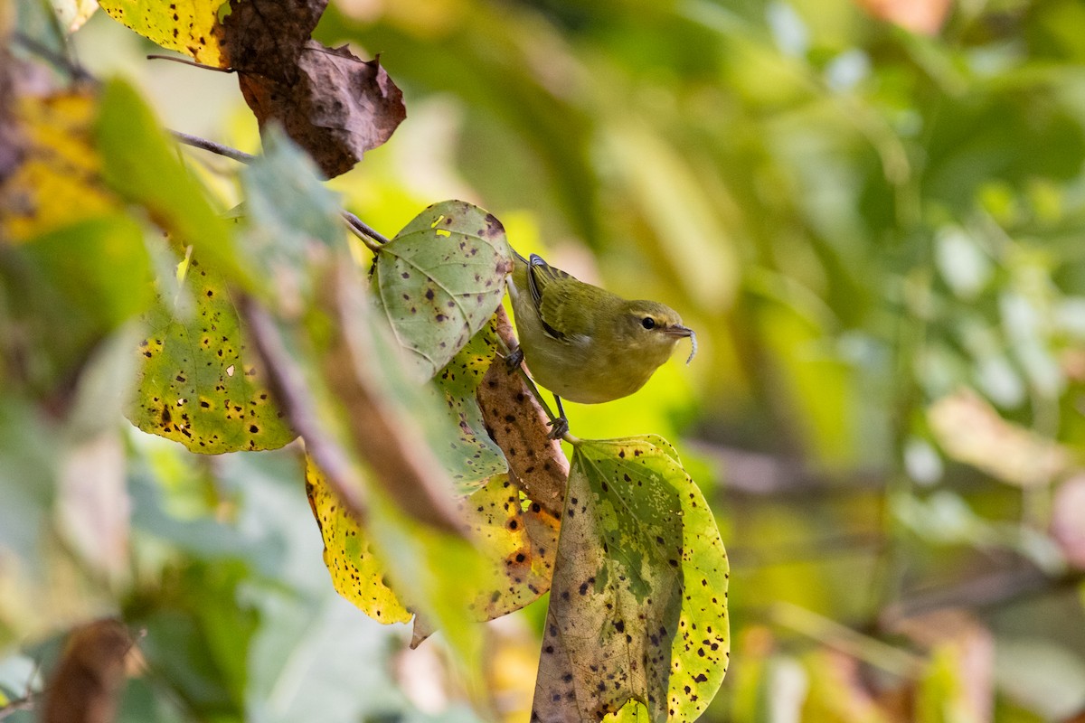 Tennessee Warbler - ML641717671