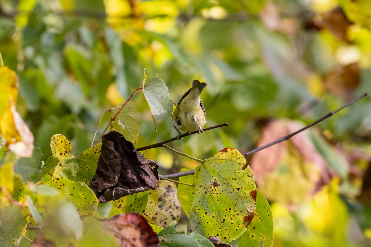 Tennessee Warbler - ML641717672