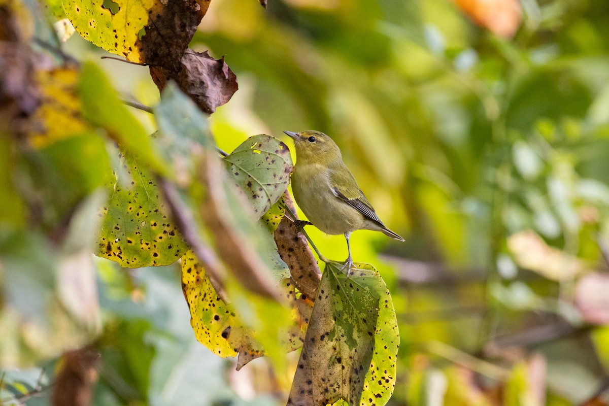 Tennessee Warbler - ML641717673