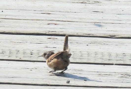 Marsh Wren - ML641717697