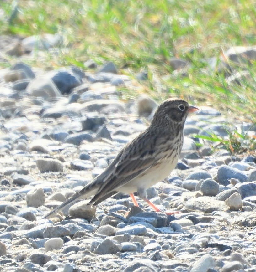 Vesper Sparrow - ML641717706