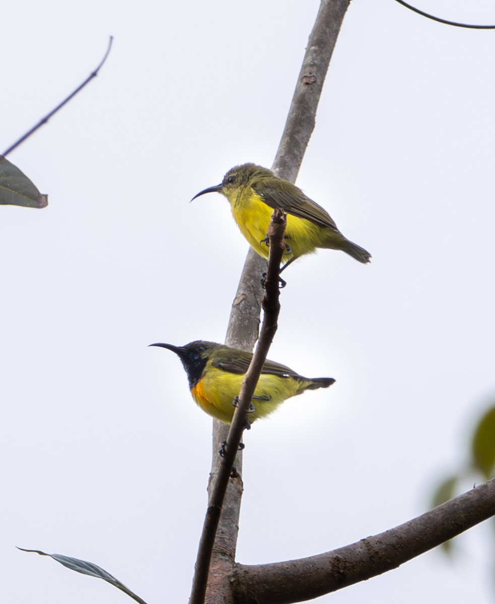 Apricot-breasted Sunbird - ML641717730