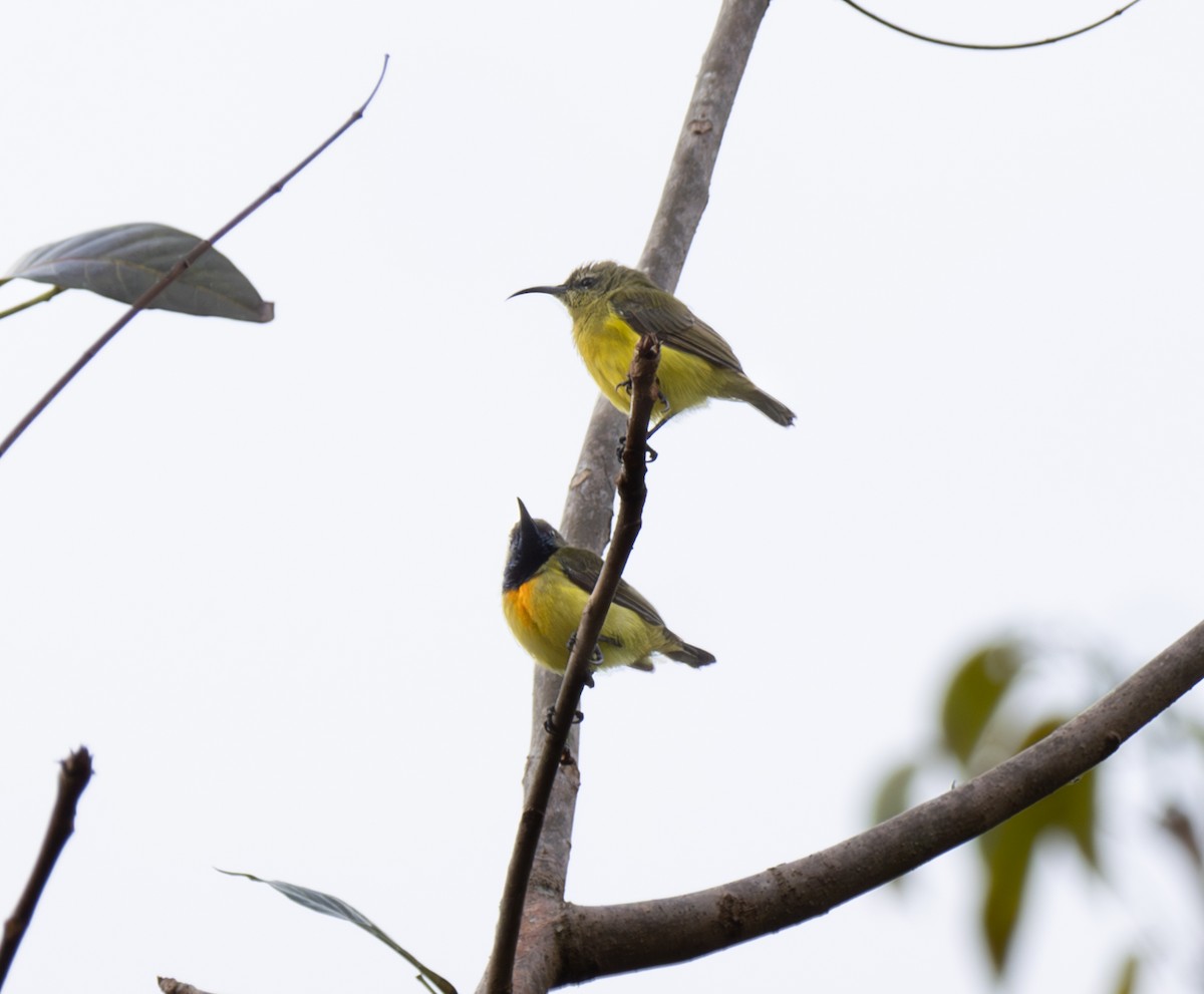 Apricot-breasted Sunbird - ML641717731