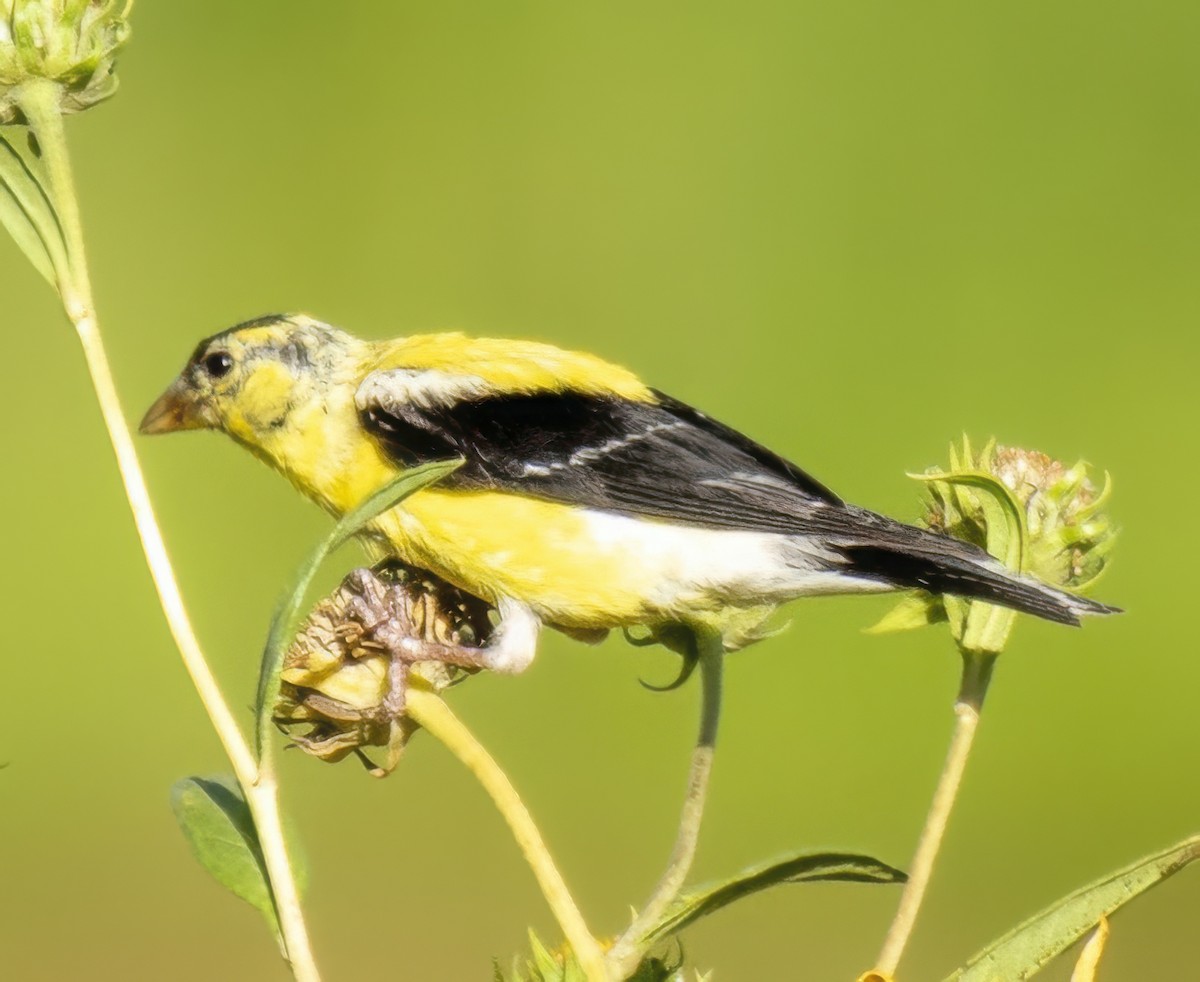 American Goldfinch - ML641717740
