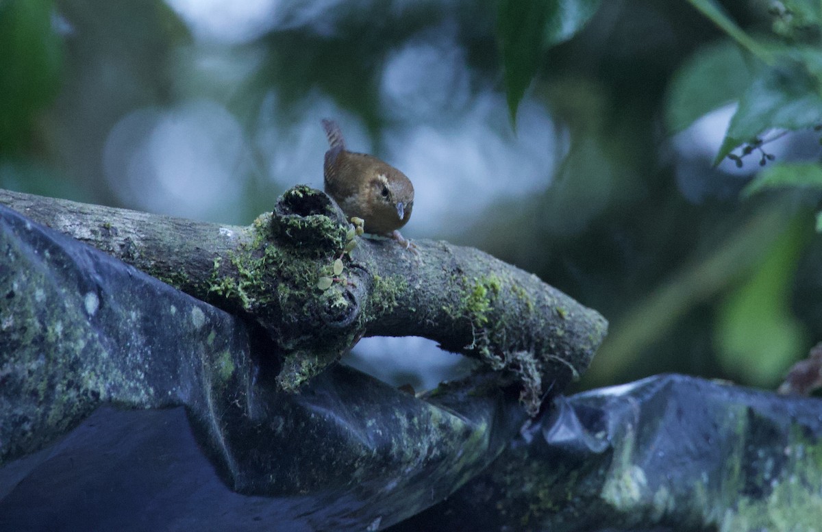 Mountain Wren - ML641717749